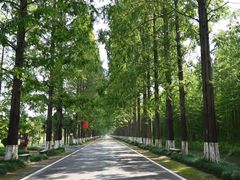 -黄海国家森林公园