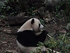 -成都大熊猫繁育研究基地