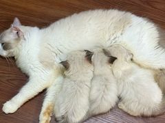 -楼上猫咖(罗湖店)