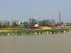 -荷兰花海