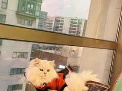 -猫在这儿猫咪咖啡馆·撸猫馆