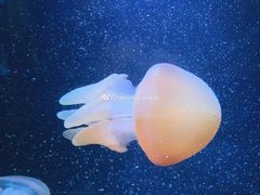 -悉尼海洋生物水族馆