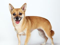 -超宠爱宠物摄影-Super pet