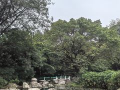 -神仙树公园
