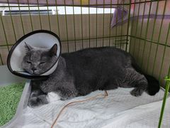 -喜多萌中农锦绣动物医院24H·猫科·牙科MRI·CT