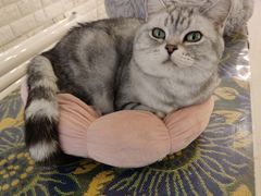 -平行世界·猫咖(首经贸店)