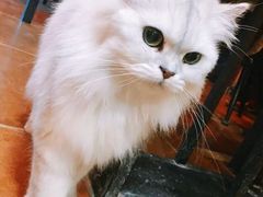 -李小姐の猫咖啡馆(五角场店)