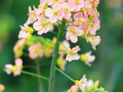 -中国天府农业博览园