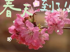 -天适樱花悠乐园