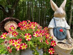 -上海共青森林公园