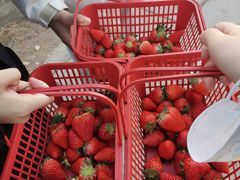 -大自然农场蔬菜草莓采摘园