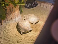 -绿色星球动物主题公园