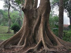 -中国科学院西双版纳热带植物园