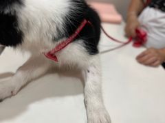 -立德动物医院·24小时中心(番禺区院区)