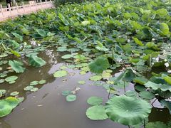 -莲花池公园