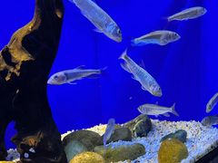 -上海海洋水族馆