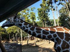 -清迈夜间动物园