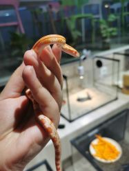 -Moni星球萌宠·小马宝莉·灵蛇·高端高阶全萌宠互动体验俱乐部(红豆国际广场店)