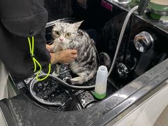 -柚子宠物(伊珊娜调理店)
