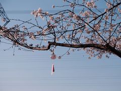 -长田漾湿地公园