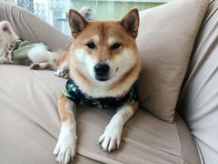 -怪兽屋·羊驼·猫咖·狗咖(俊华广场店)