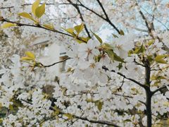 -上海市保健医疗中心