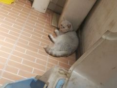 -猫咪博物馆(顶澳仔猫街店)