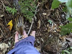 -五营红松林海景区