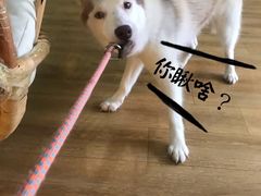 -Husky Go! 哈士奇体验馆·宠物咖啡厅狗咖