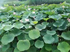 -燕郊植物园