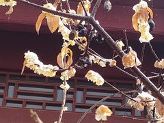 -长春观斋补堂素菜馆