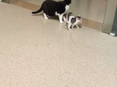 -爱派特动物医院·全科诊疗中心