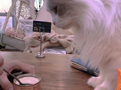 -共舞时光猫咖·狗咖(新街口店)