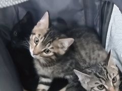 -瑞鹏宠物医院犬猫全科(真大分院)