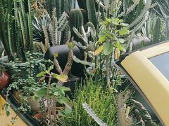 -深圳仙湖植物园