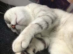 -芭比堂宠物医院·全科爱猫医院·仁德分院