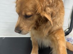 -达爱动物医院·犬猫分区·CT·复杂眼科(远洋山水分院)