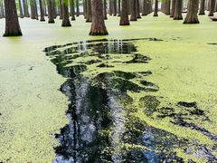 -渌洋湖湿地公园