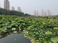 -前关湿地公园