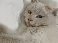 -北京观赏动物医院·24小时大型综合·猫专科·异宠专科