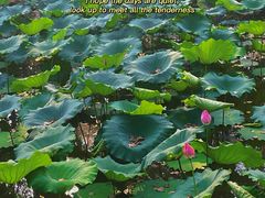 -合肥滨湖国家森林公园