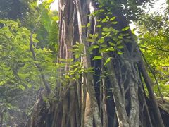 -西双版纳原始森林公园