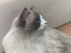 -MOCHA明星猫咖(田子坊店)