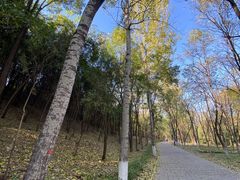 -云岗森林公园