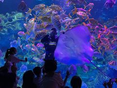 -芜湖新华联大白鲸海洋公园