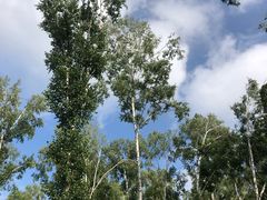 -塞罕坝国家级自然保护区