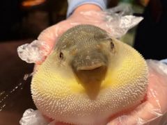 -肆月河豚·淮扬菜·湘菜(华天店)