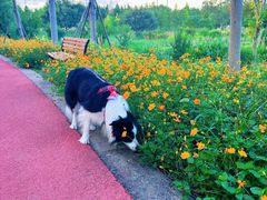 -上海长兴岛郊野公园