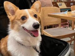 -翊宠yipet猫狗购宠庄园犬舍•猫舍