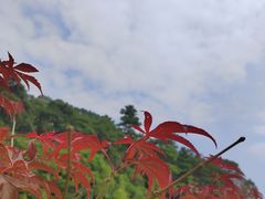 -广州市帽峰山景区
